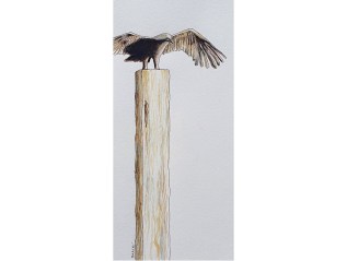 Zeearend, beeld op&nbsp;Vlieland