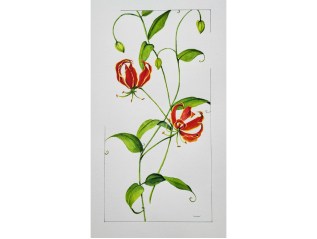 Gloriosa